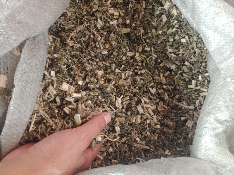 益母草