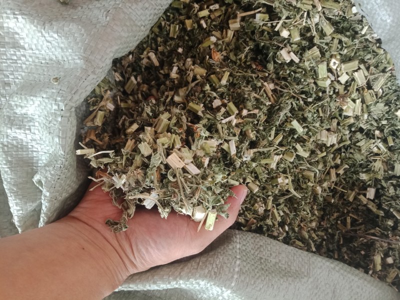 益母草