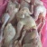 大肉食鸡带肝10公斤8只