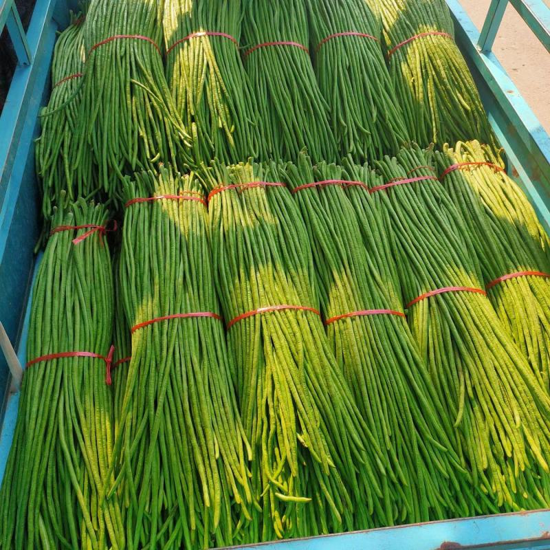 农家豆角，长豆角上市，头茬豆角，当天采摘当天发货