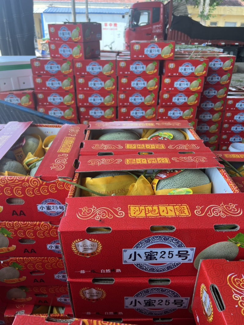 河南小蜜25甜瓜、河南哈密瓜大量上市市场发货中