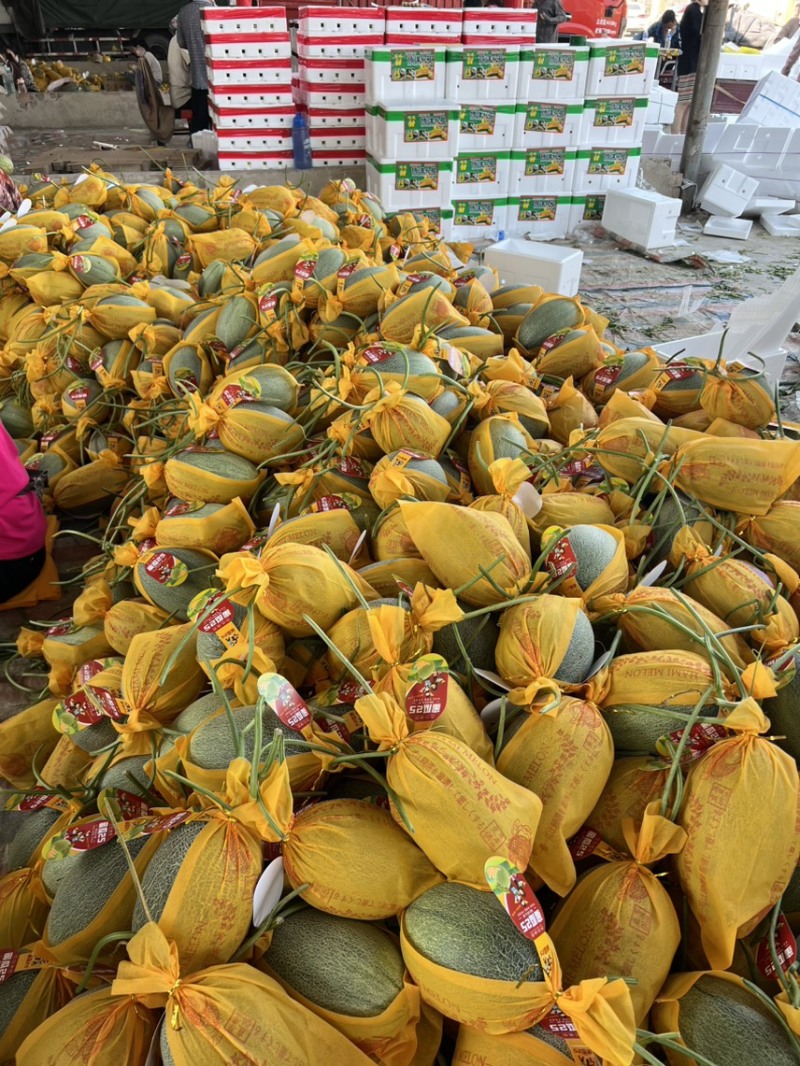 河南小蜜25甜瓜、河南哈密瓜大量上市市场发货中