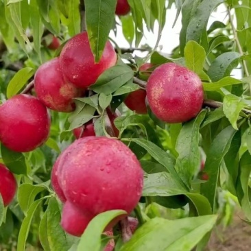 湖北珍珠枣油桃7月5号上市，糖度16