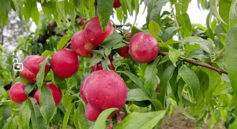 湖北珍珠枣油桃7月5号上市，糖度16
