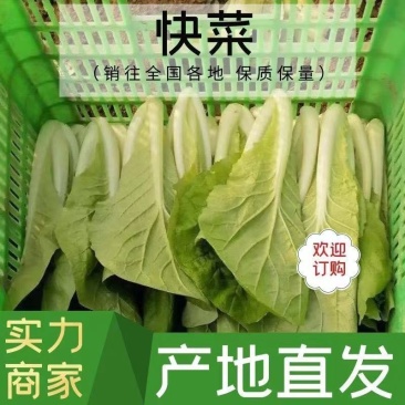 山东精品快菜，产地直供，质量保证，欢迎咨询