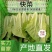 山东精品快菜，产地直供，质量保证，欢迎咨询