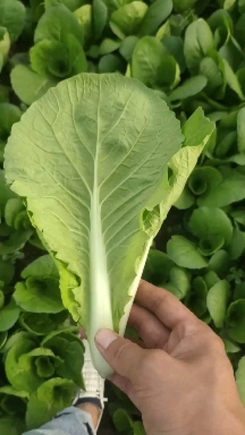 山东精品快菜，产地直供，质量保证，欢迎咨询