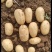 【土豆】实验1号土豆，大量现货，量大从优，欢迎采购