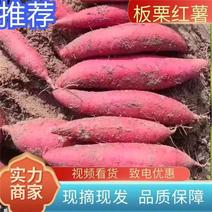 陕西大荔沙地板栗红薯，秦薯五号产地直发欢迎订购