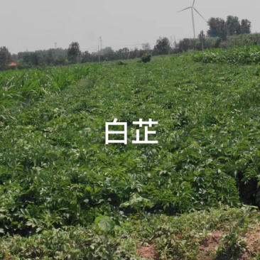 白芷