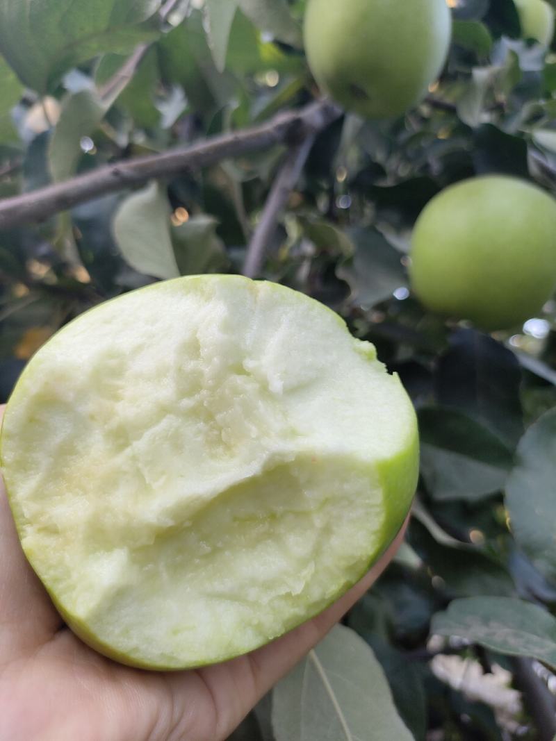 华硕苹果