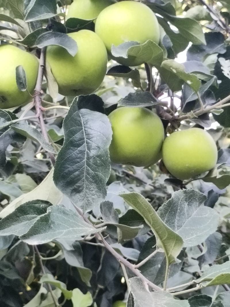 华硕苹果