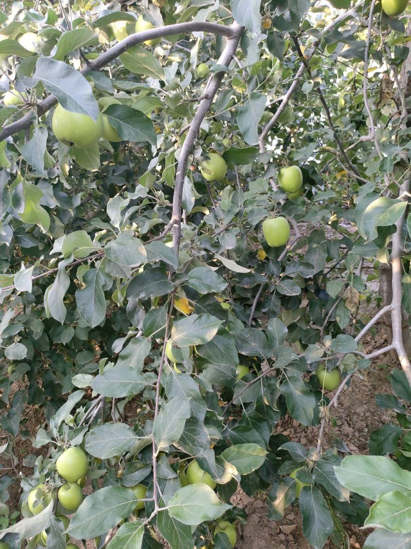 华硕苹果