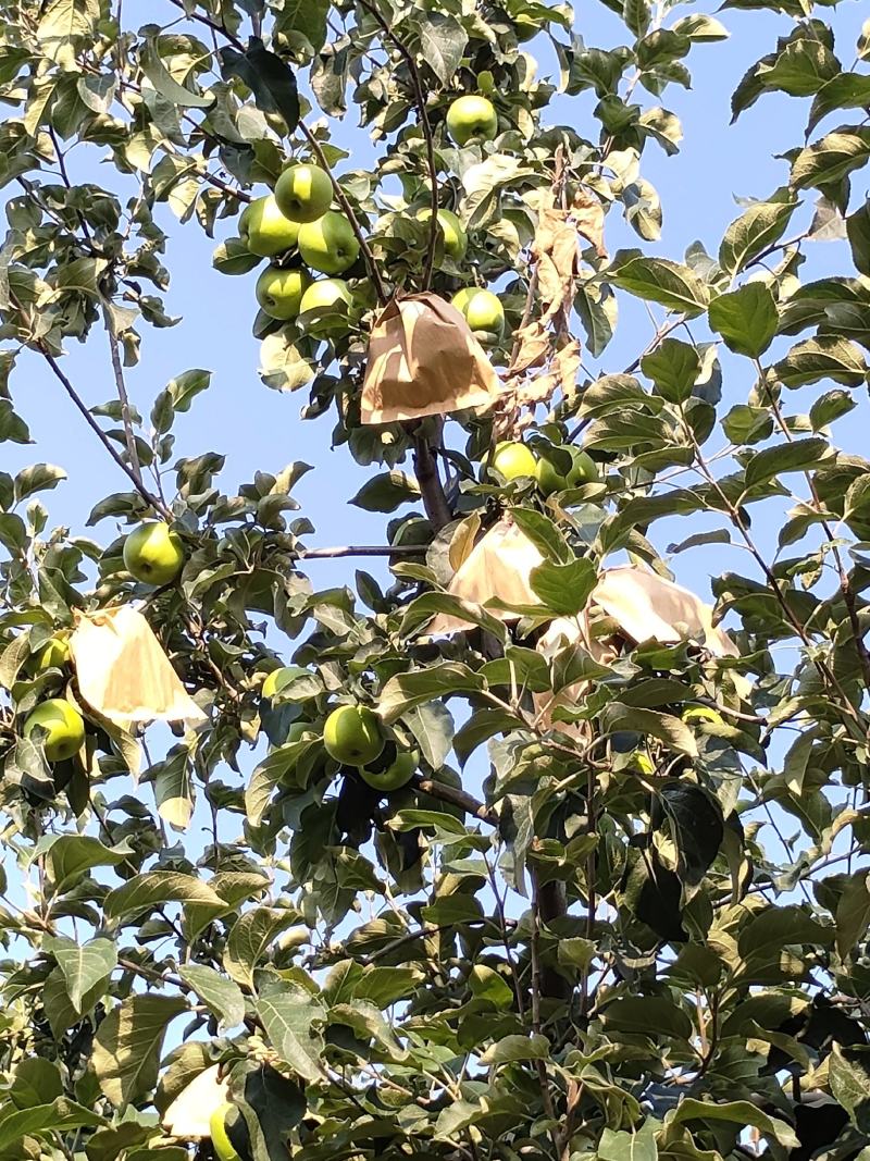 华硕苹果
