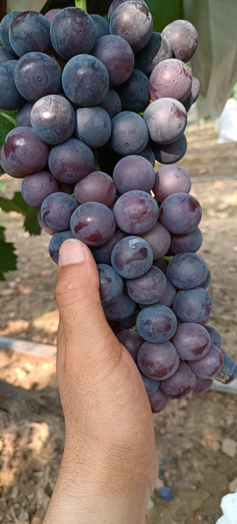 夏黑青提巨峰紫甜秋翠阳光玫瑰