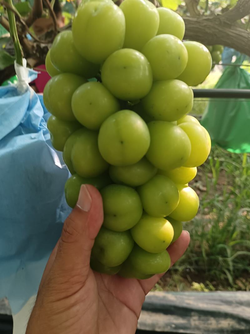 夏黑青提巨峰紫甜秋翠阳光玫瑰