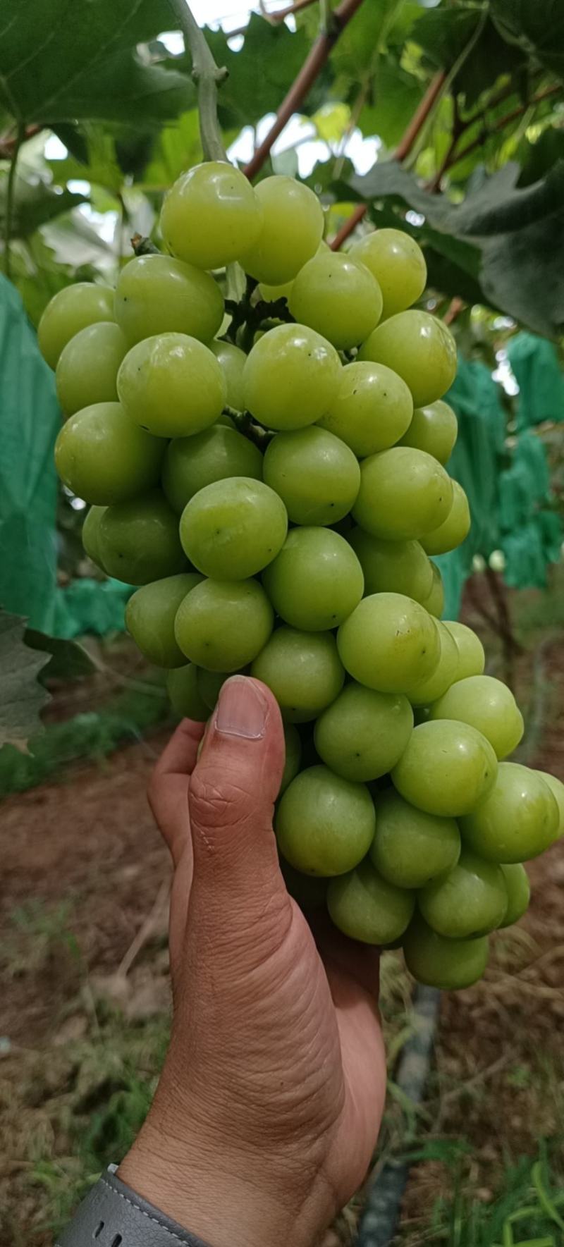 夏黑青提巨峰紫甜秋翠阳光玫瑰