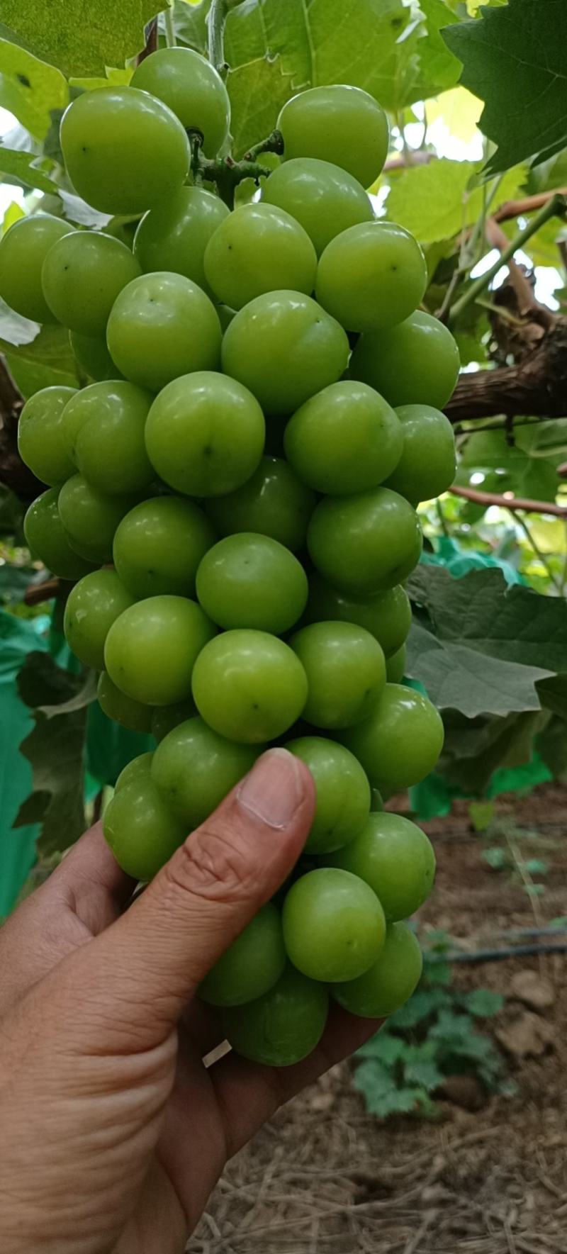 夏黑青提巨峰紫甜秋翠阳光玫瑰