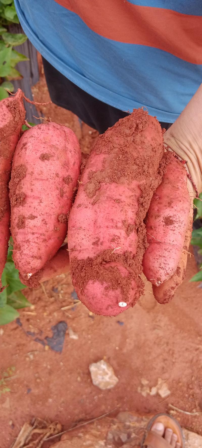 红薯云南文山产地红薯每年六月份上市主要有西瓜红烟薯25