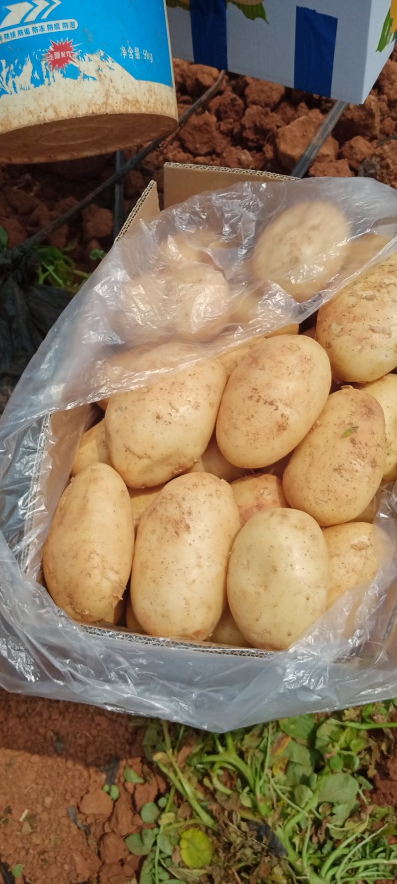 土豆云南文山产地土豆每年四月份上市主要有丽薯沃土V7