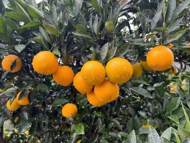 云南蜜橘大量上市品质保证一手货源量大从优欢迎联