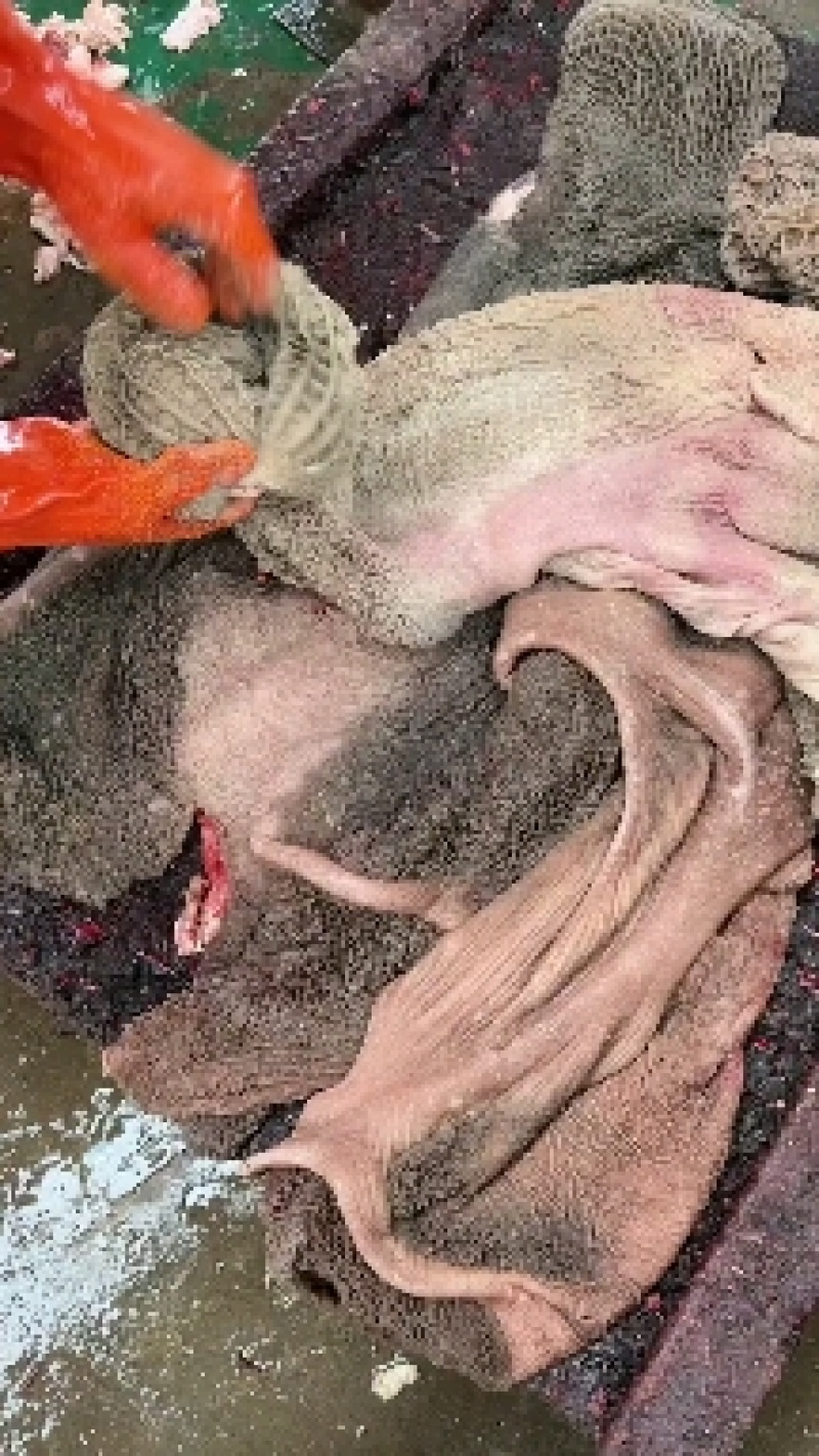 新鲜牛肚