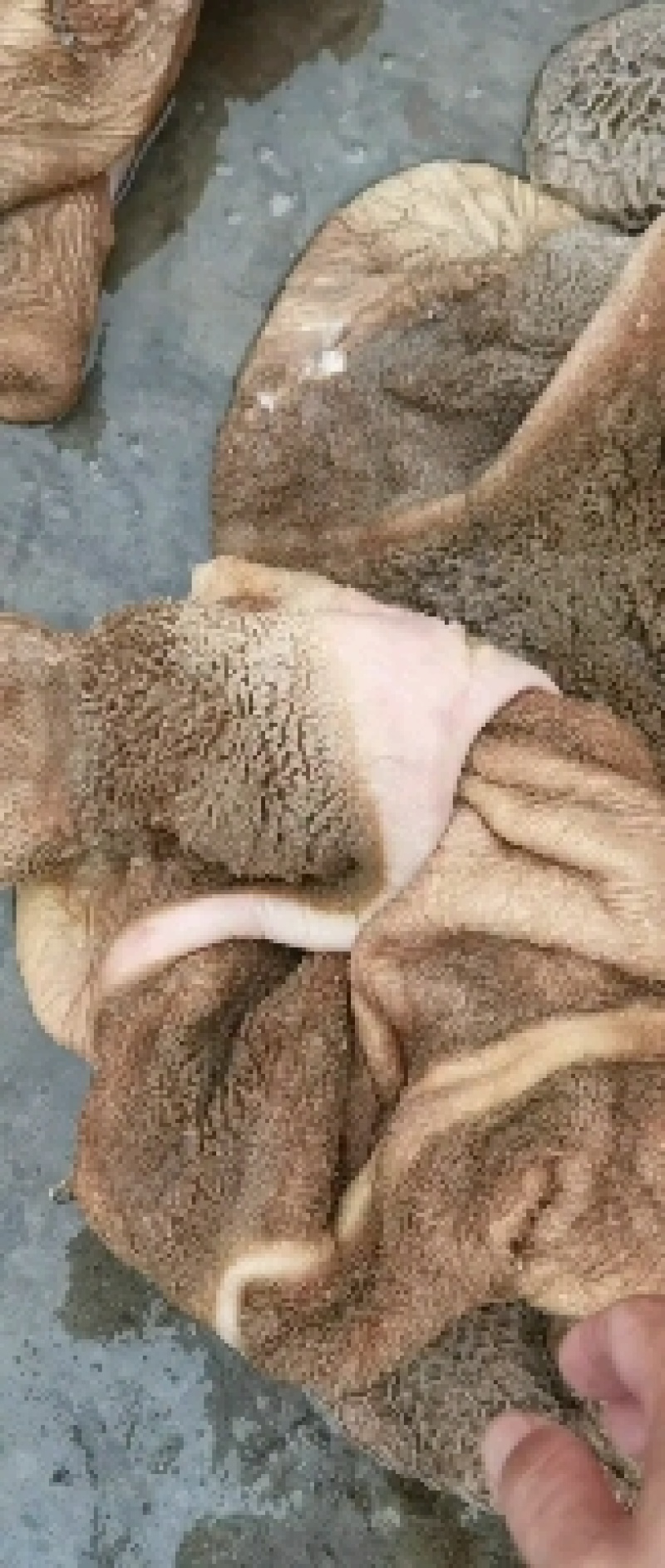 新鲜牛肚