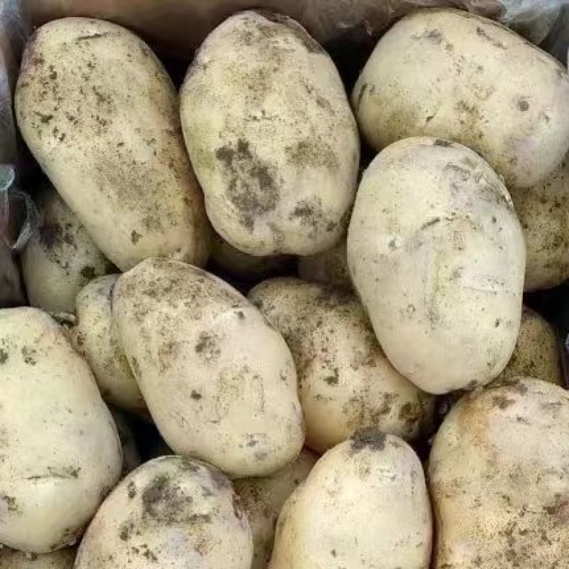 黄心土豆大量上市品质保证一手货源量大从优