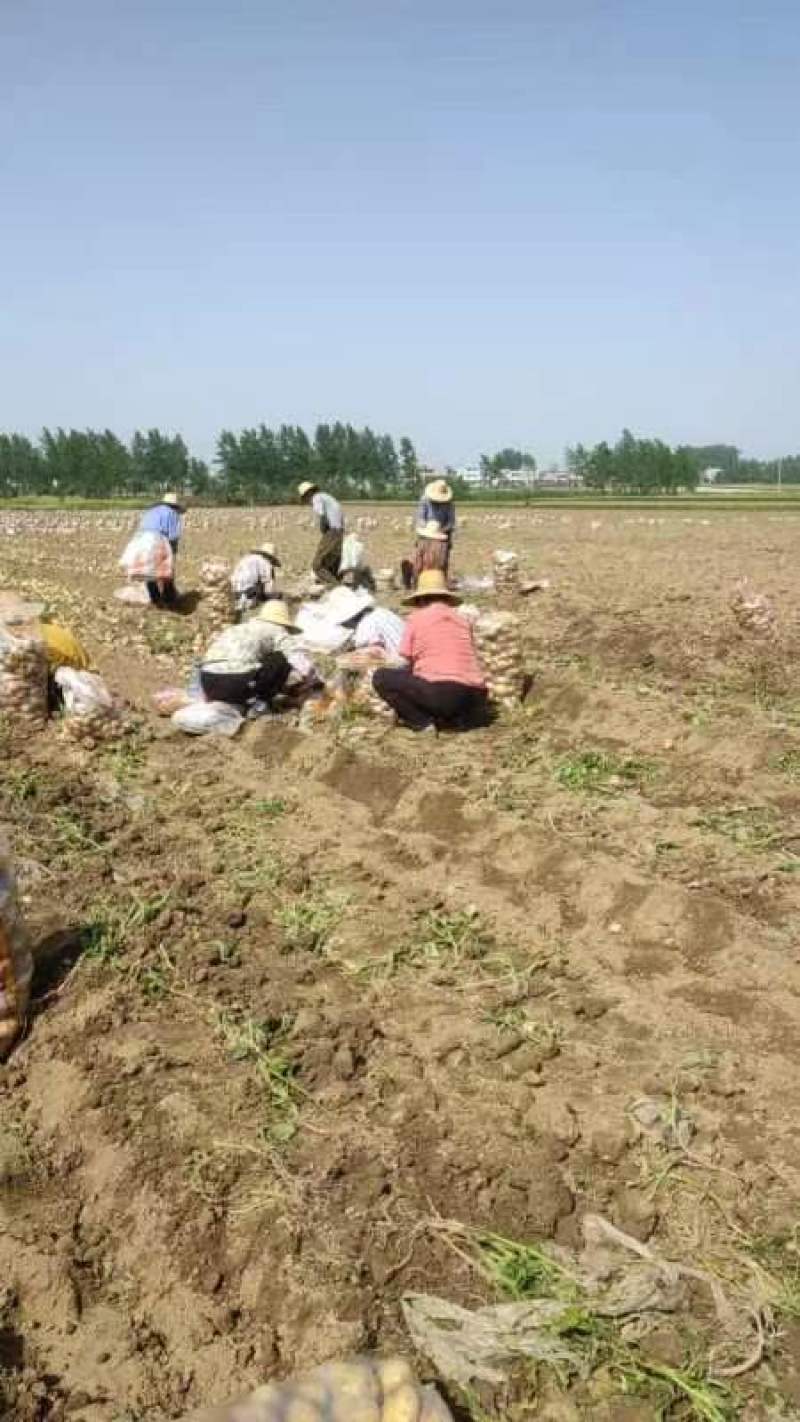 黄心土豆大量上市品质保证一手货源量大从优