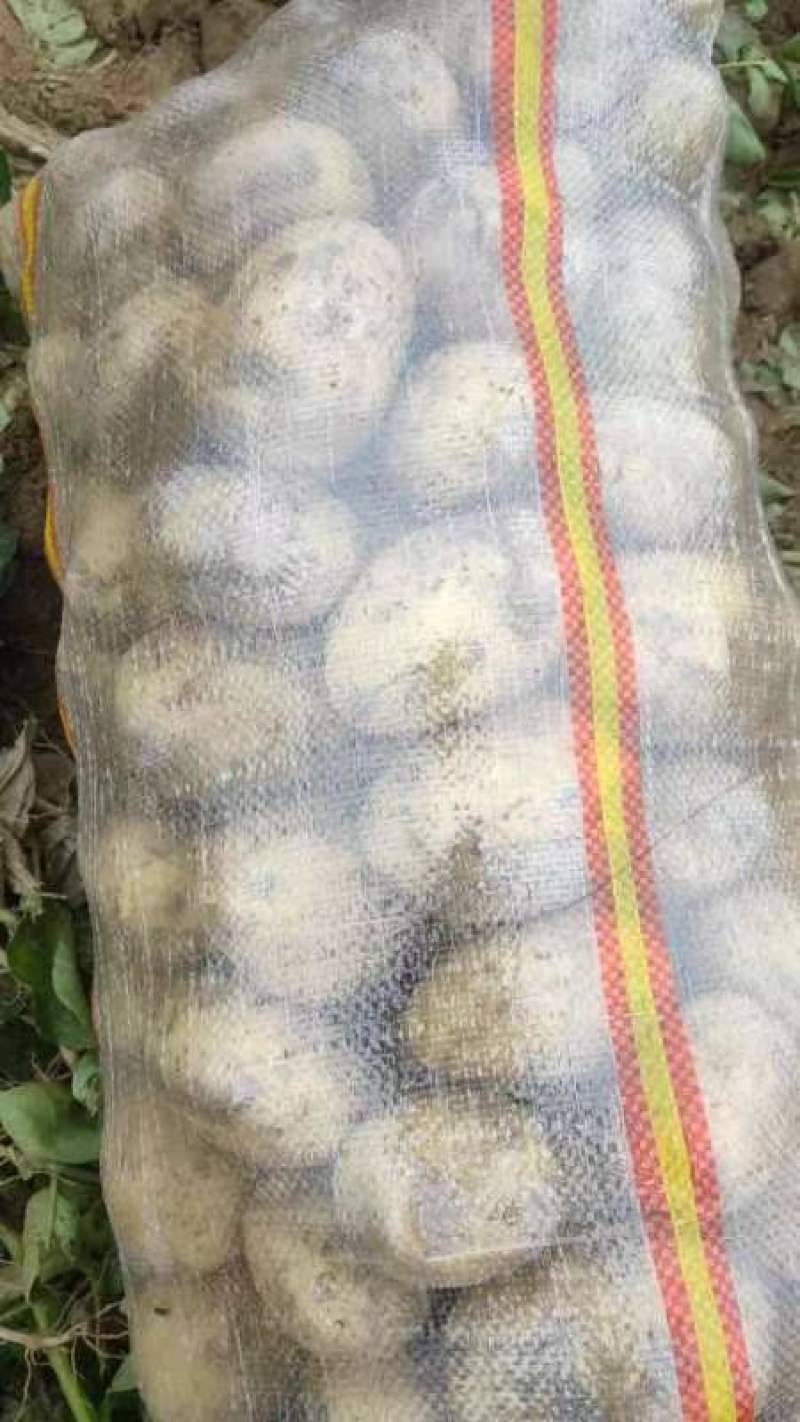 黄心土豆大量上市品质保证一手货源量大从优