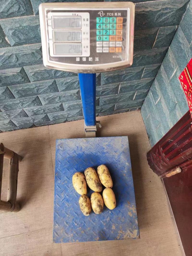 黄心土豆大量上市品质保证一手货源量大从优