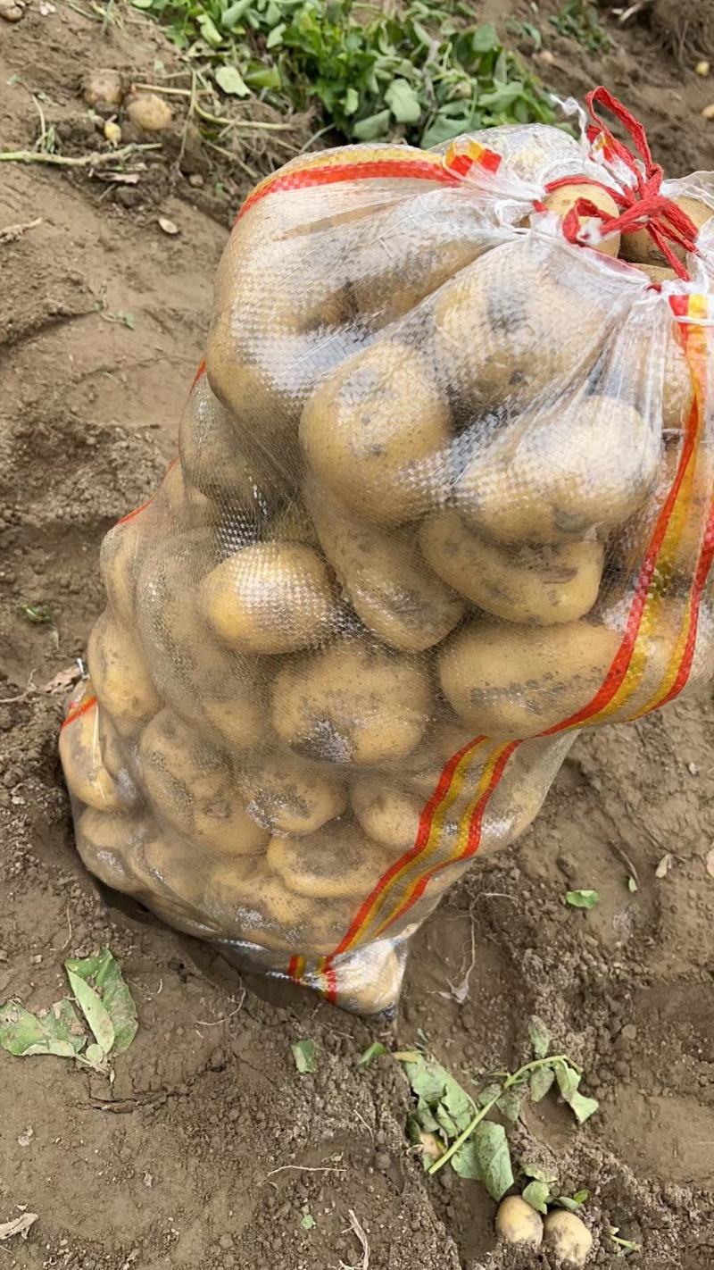 黄心土豆大量上市品质保证一手货源量大从优