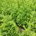 香塔形植物孔雀香柏日本香柏四季常绿自带香味耐寒耐旱耐修剪