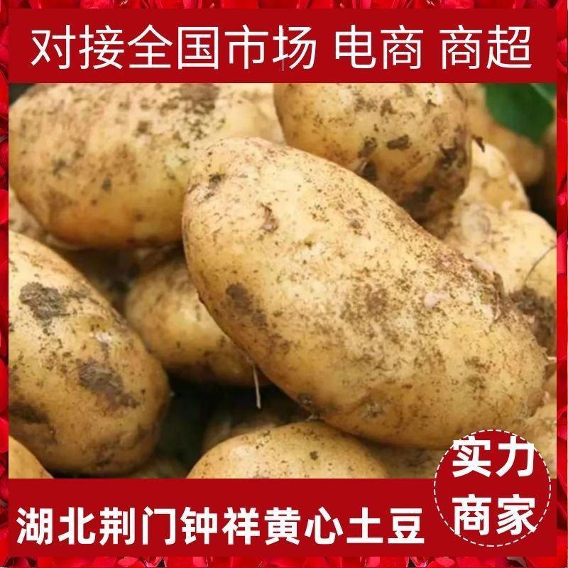 土豆，黄心土豆产地一手货源，现挖现装保质保量欢迎