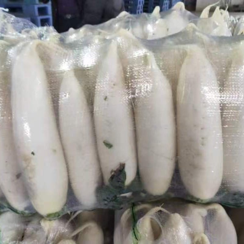 湖北白萝卜大量上市品质保证一手货源量大从优