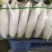 湖北白萝卜大量上市品质保证一手货源量大从优