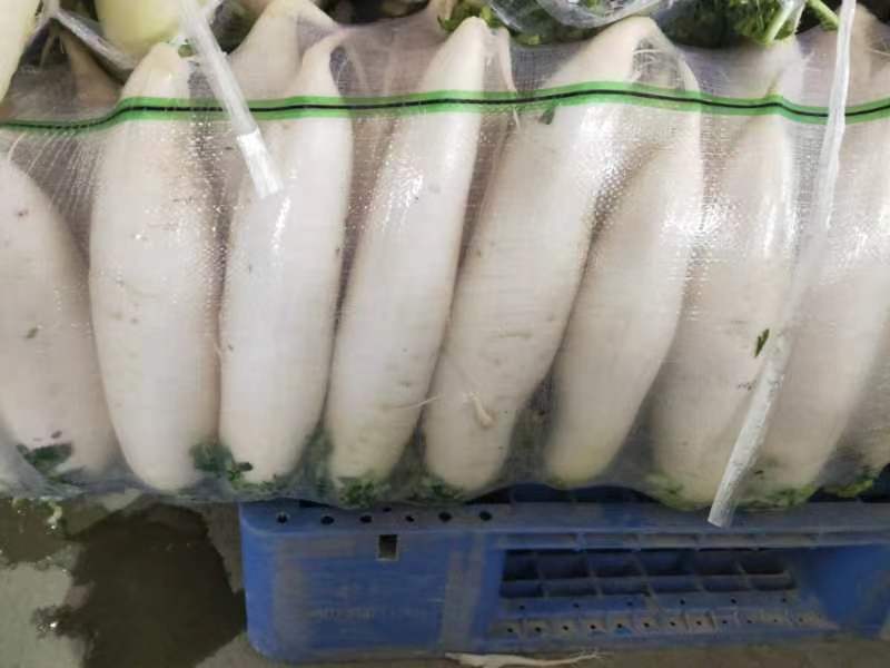 湖北白萝卜大量上市品质保证一手货源量大从优