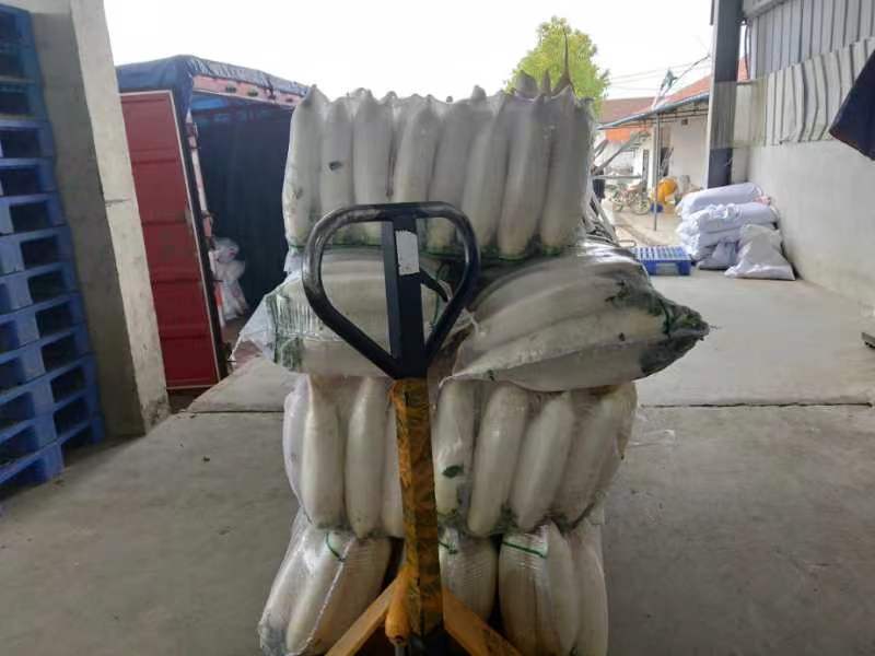 湖北白萝卜大量上市品质保证一手货源量大从优