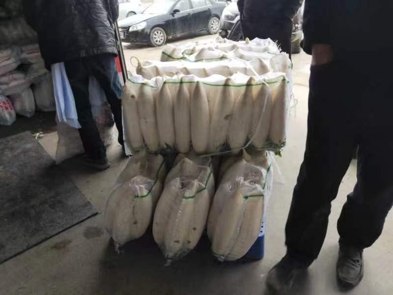 湖北白萝卜大量上市品质保证一手货源量大从优