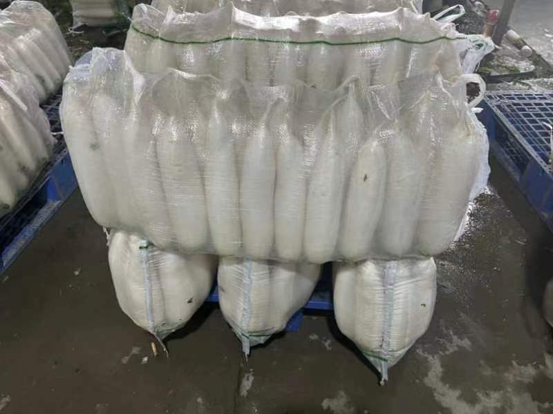 湖北白萝卜大量上市品质保证一手货源量大从优