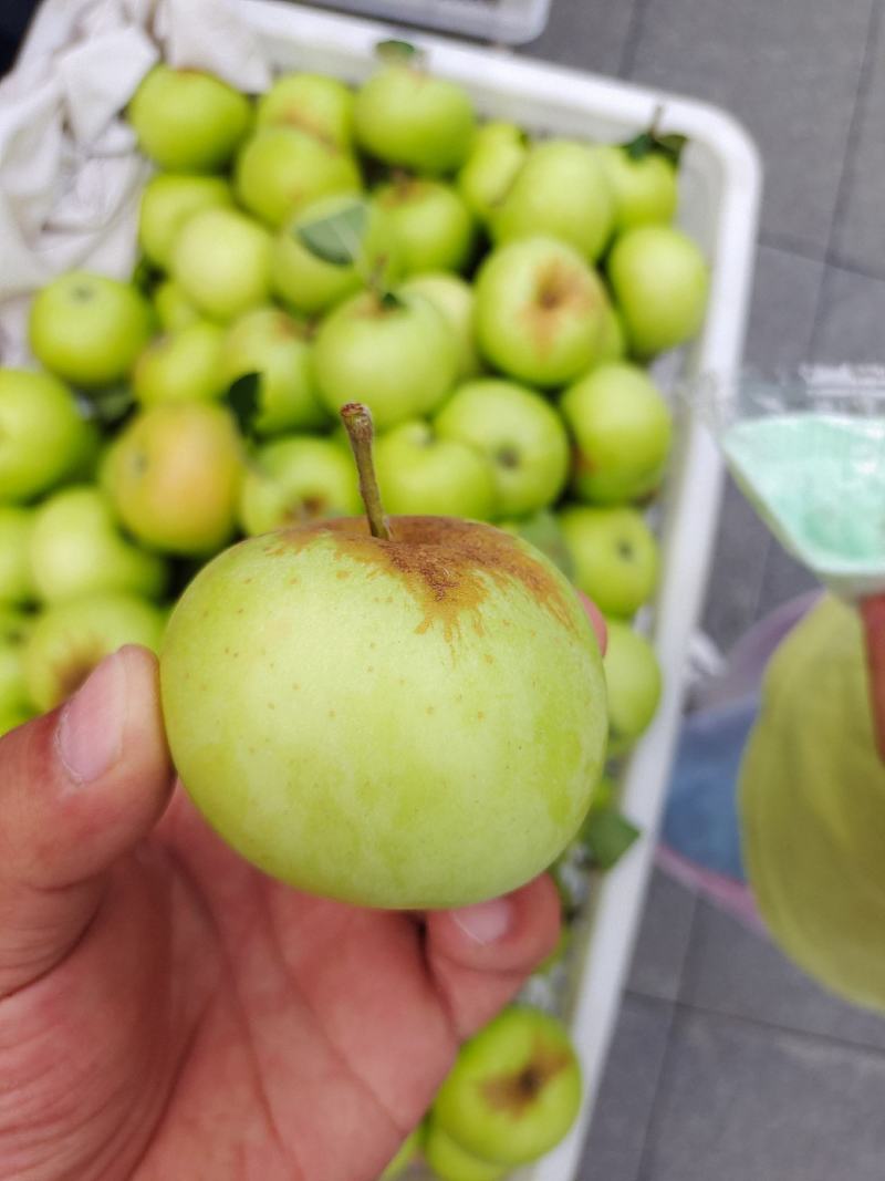 青苹果