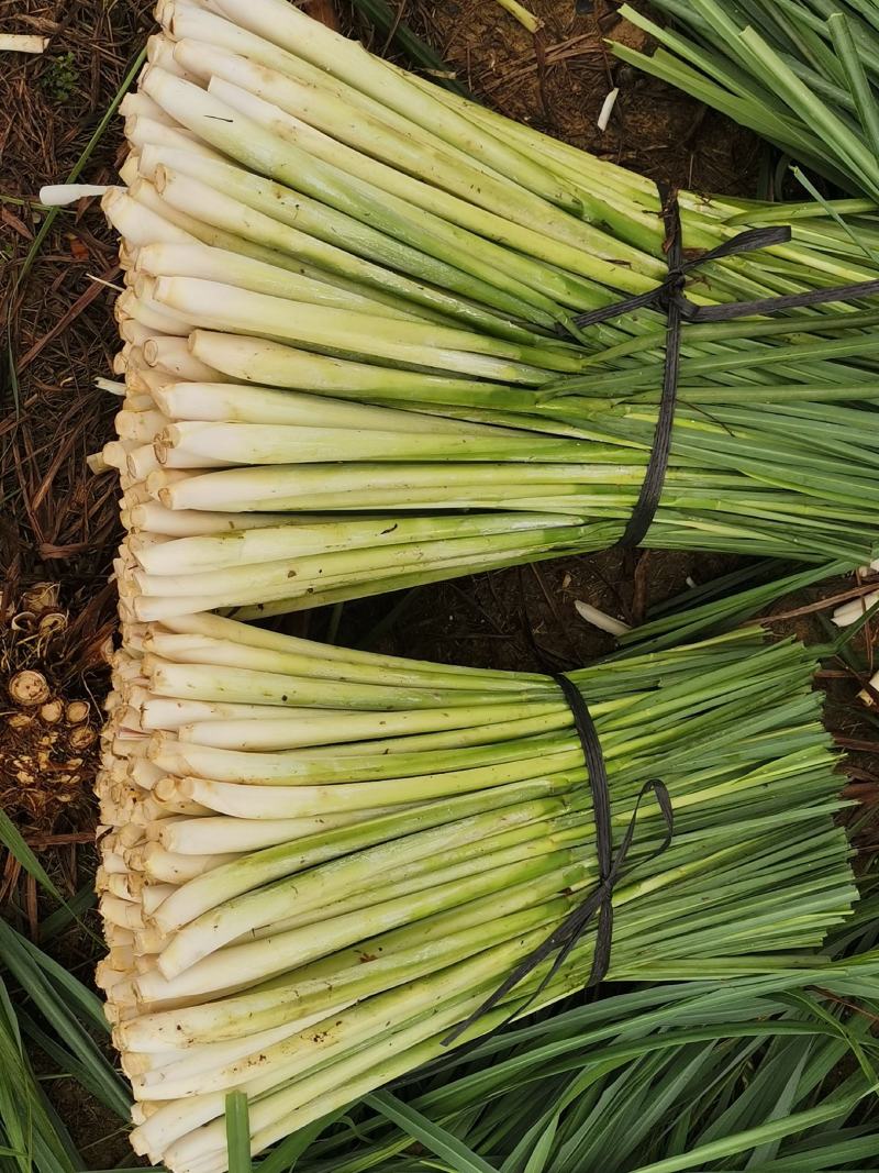 香茅草：柠檬香茅食用香料绿色保健、护肤，基地直供欢迎订购。