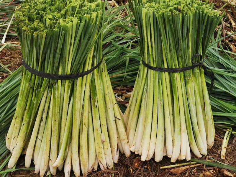 香茅草：柠檬香茅食用香料绿色保健、护肤，基地直供欢迎订购。