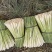 香茅草：柠檬香茅食用香料绿色保健、护肤，基地直供欢迎订购。