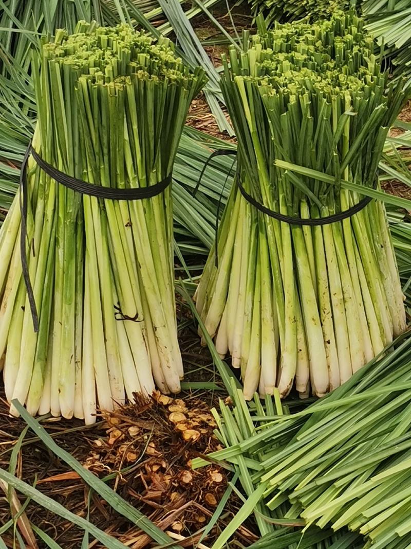 新鲜香茅草：柠檬味道食用香料现摘现卖基地直供欢迎订购