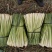 新鲜香茅草：柠檬味道食用香料现摘现卖基地直供欢迎订购