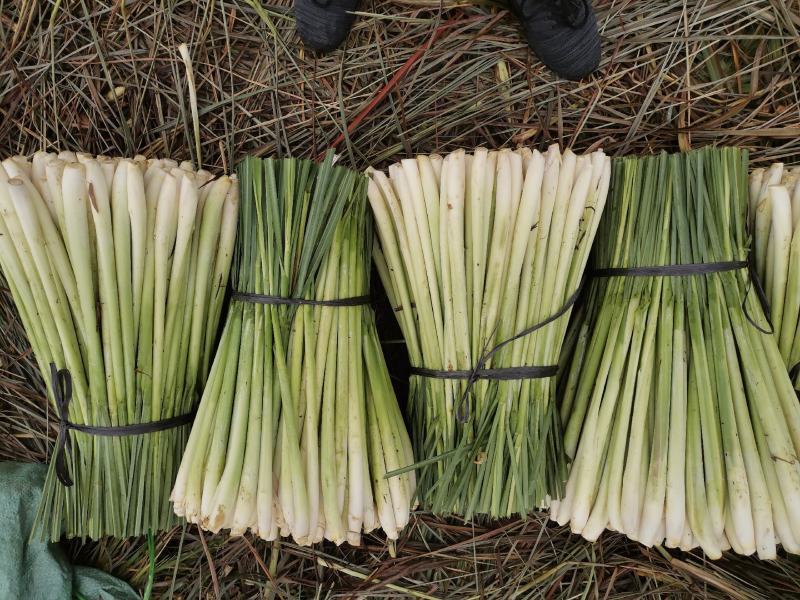 新鲜香茅草：柠檬味道食用香料现摘现卖基地直供欢迎订购