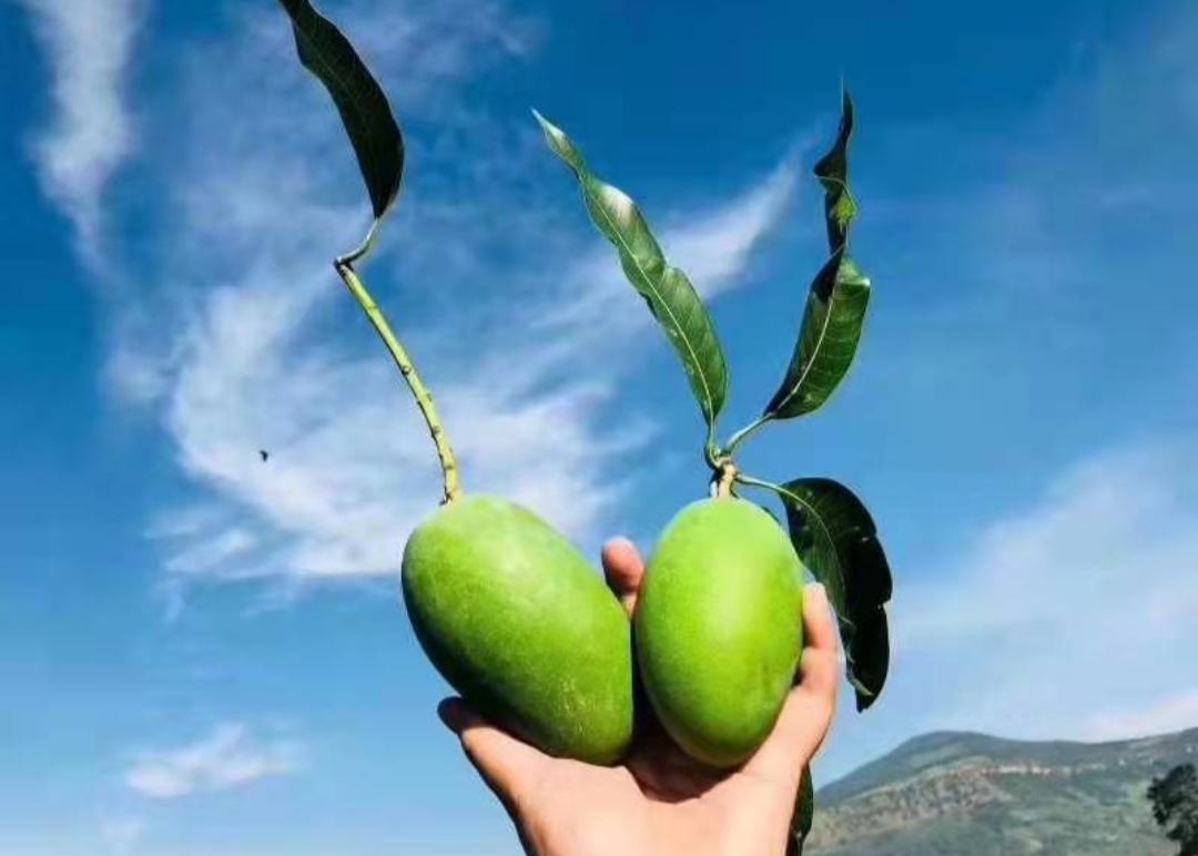 芒果果泥与酸奶搭配