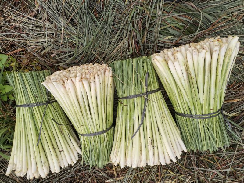 新鲜柠檬香茅草，泰式冬阴功汤料食用香料基地直供欢迎订购。