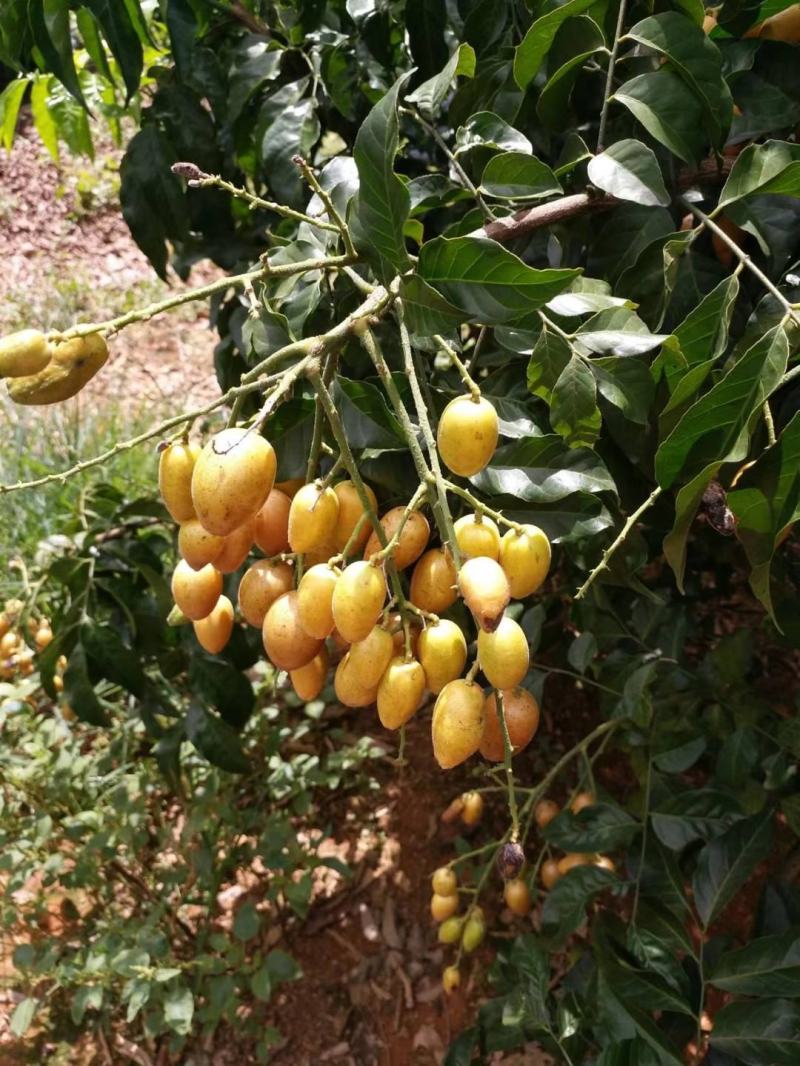 广东黄皮大量上市，口感好，颜色鲜，产地直供